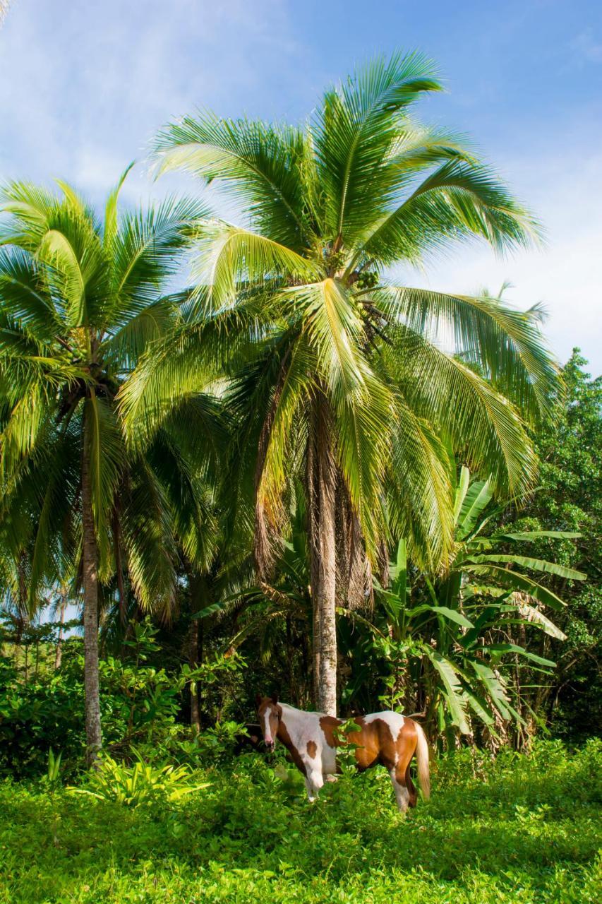 Hotel Sunshine Caribe Puerto Viejo de Talamanca Dış mekan fotoğraf